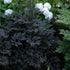 Cimicifuga ramosa Hillside Black Beauty Snakeroot Bugbane Image Credit: Walters Gardens