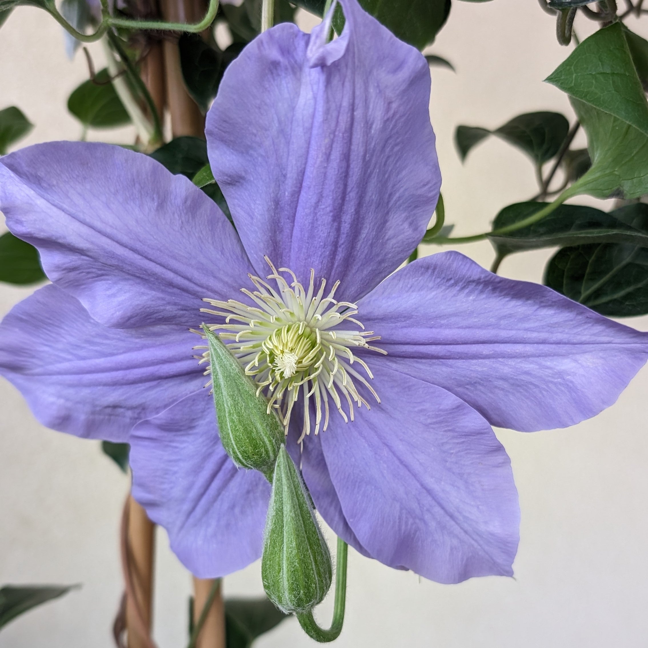 Clematis Fujumusume Image Credit: Chaz Morenz