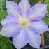 Clematis H.F.Young