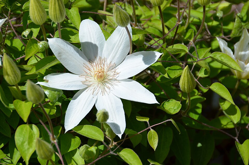 Clematis Henryi  Image Credit:F. D. Richards from Clinton, MI, CC BY-SA 2.0 <https://creativecommons.org/licenses/by-sa/2.0>, via Wikimedia Commons
