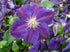 Clematis Jackmanii Superba  Image Credit:NVK Nurseries
