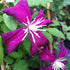 Clematis Madame Julia Correvon  Image Credit:NVK Nurseries
