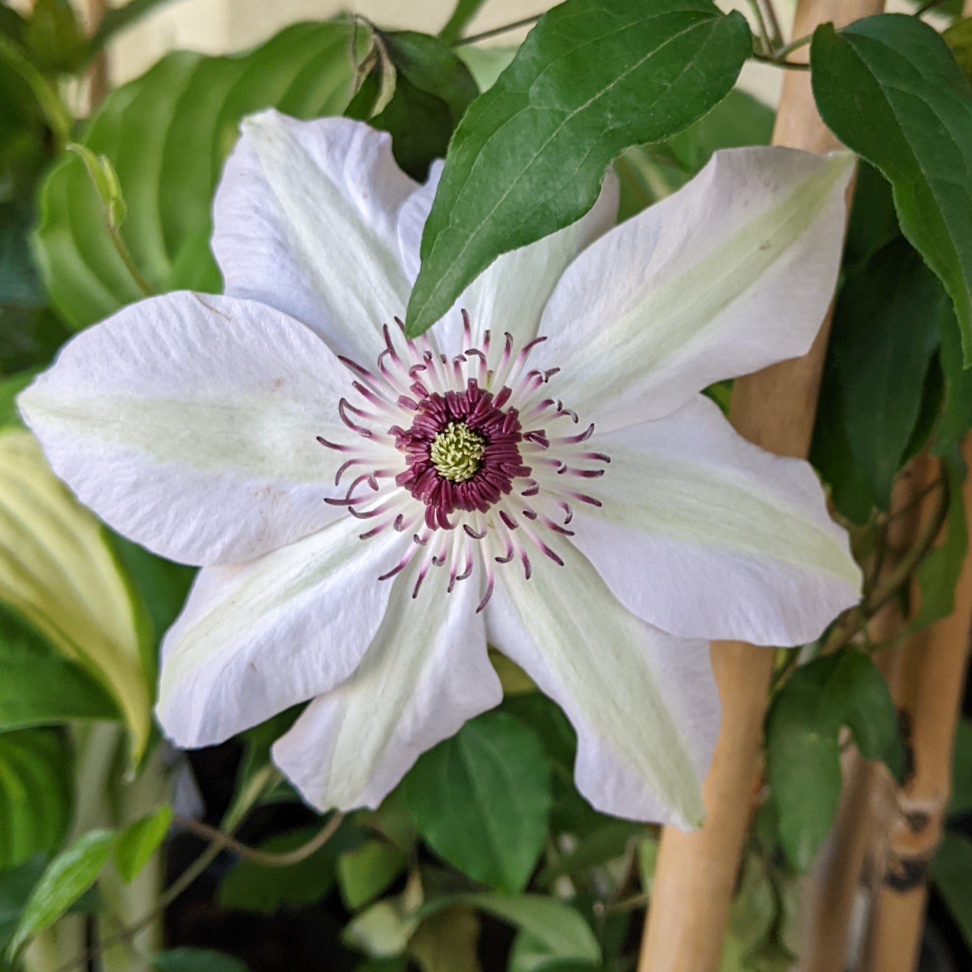 Clematis Miss Bateman Clematis Image Credit: Chaz Morenz 2024 05 08