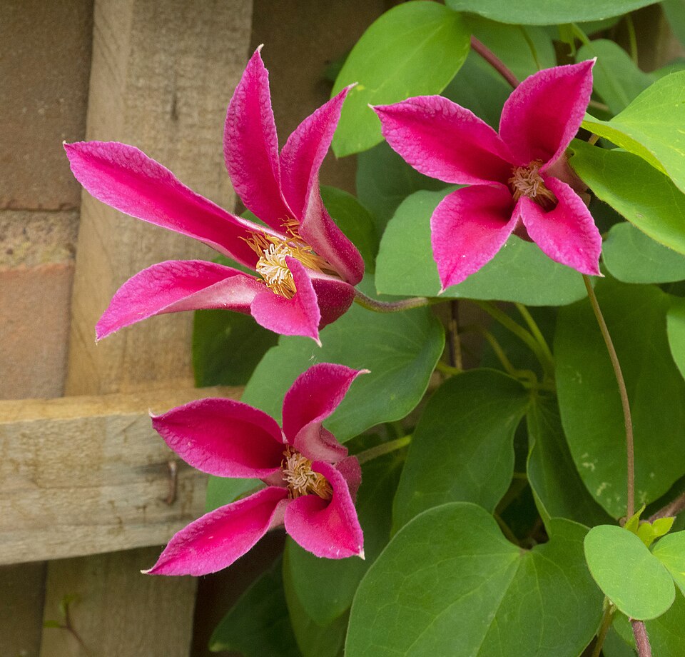 Clematis Princess Diana  Image Credit:Clematis 'Princess Diana', 1 by Jonathan Billinger, CC BY-SA 2.0 <https://creativecommons.org/licenses/by-sa/2.0>, via Wikimedia Commons
