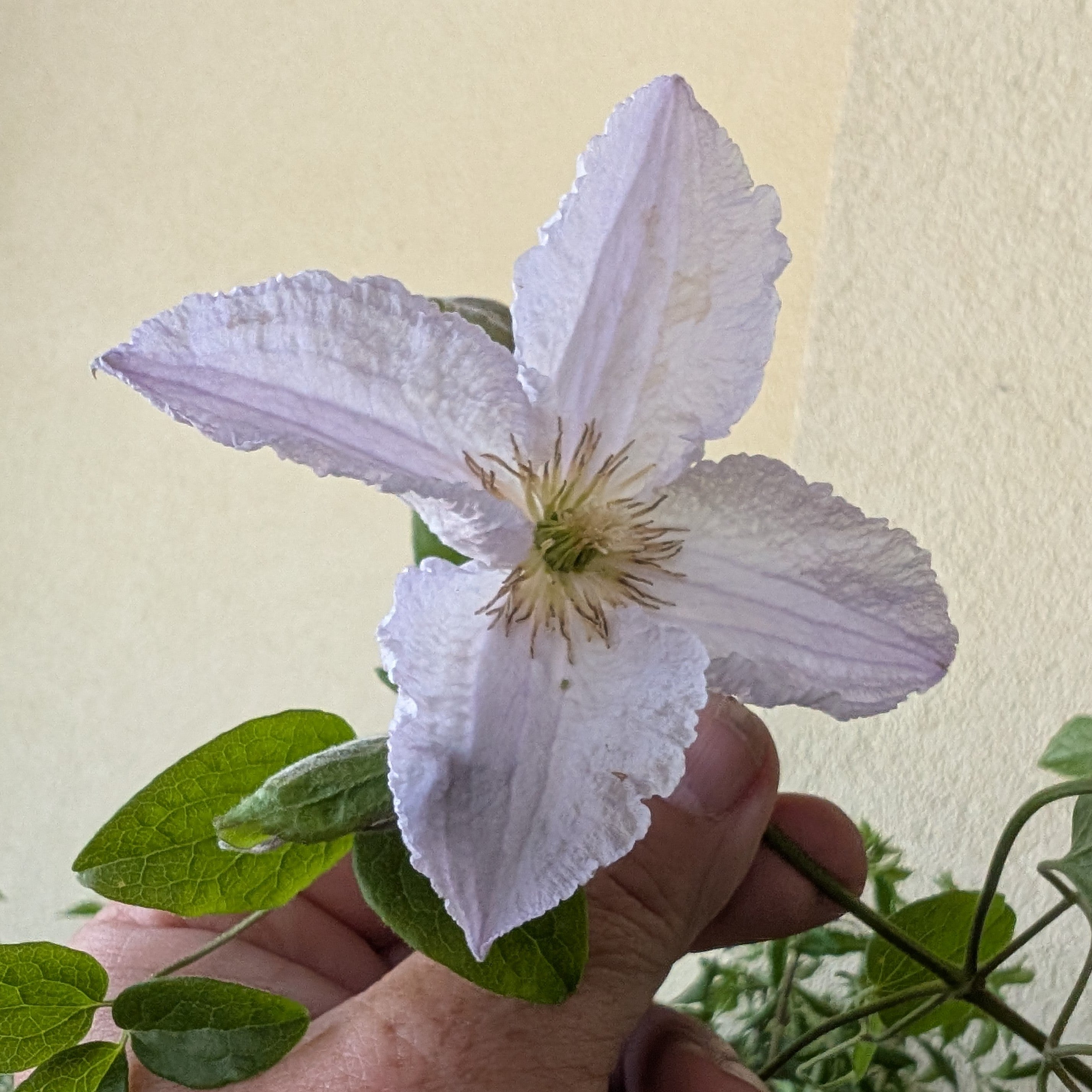 Clematis Blue Angel Image Credit: Chaz Morenz 20250617
