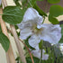 Clematis Blue Angel Image Credit: Chaz Morenz 20250617