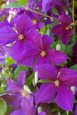 Clematis Jackmanii  Image Credit:NVK Nurseries
