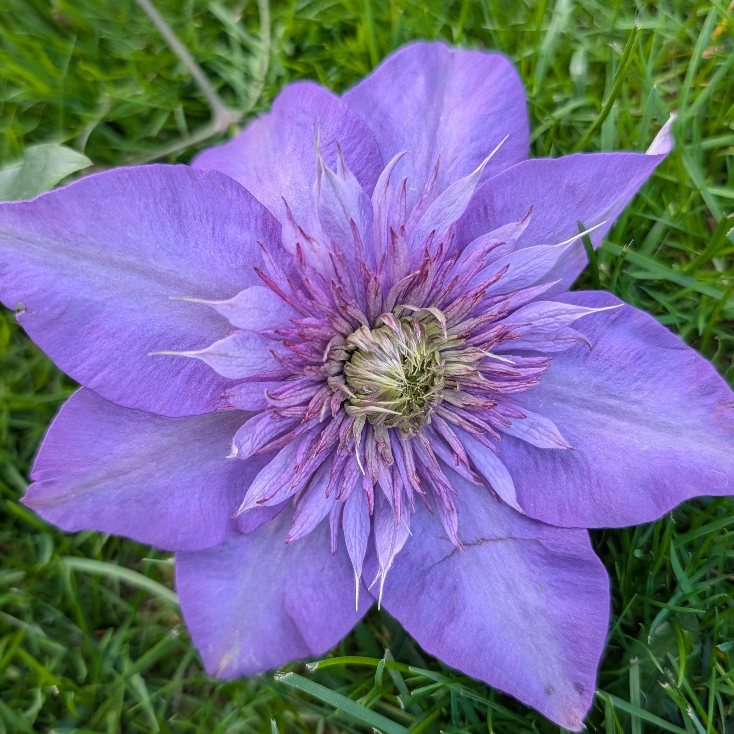 Clematis Multi-Blue Image Credit: Chaz Morenz 2026505