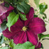 Clematis Niobe Image Credit: Chaz Morenz 20240604