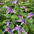 Clematis hybrid Stand by Me Lavender PW Clematis Bush Image Credit: Millgrove Perennials