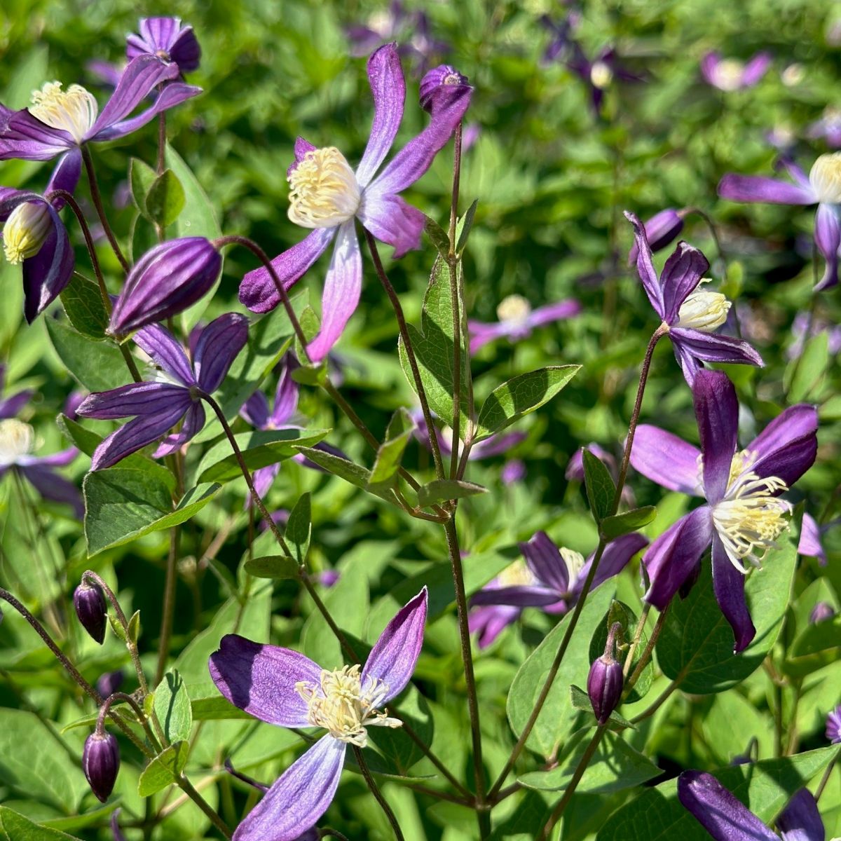 Clematis hybrid Violet Stardust Clematis Bush Image Credit : Millgrove Perennials