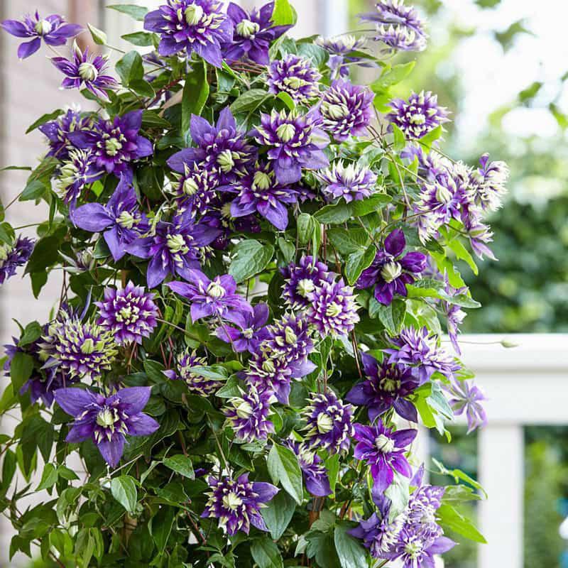 Clematis taiga Image Credit: NVK Nurseries