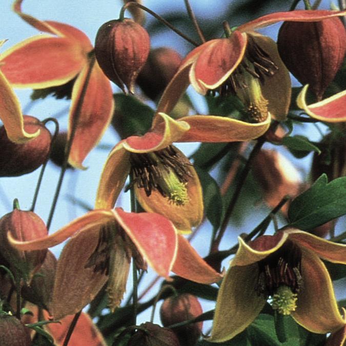 Clematis tangutica 'Engelina' (My Angel) Golden Clematis Image Credit: NVK Nurseries