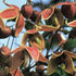 Clematis tangutica 'Engelina' (My Angel) Golden Clematis Image Credit: NVK Nurseries