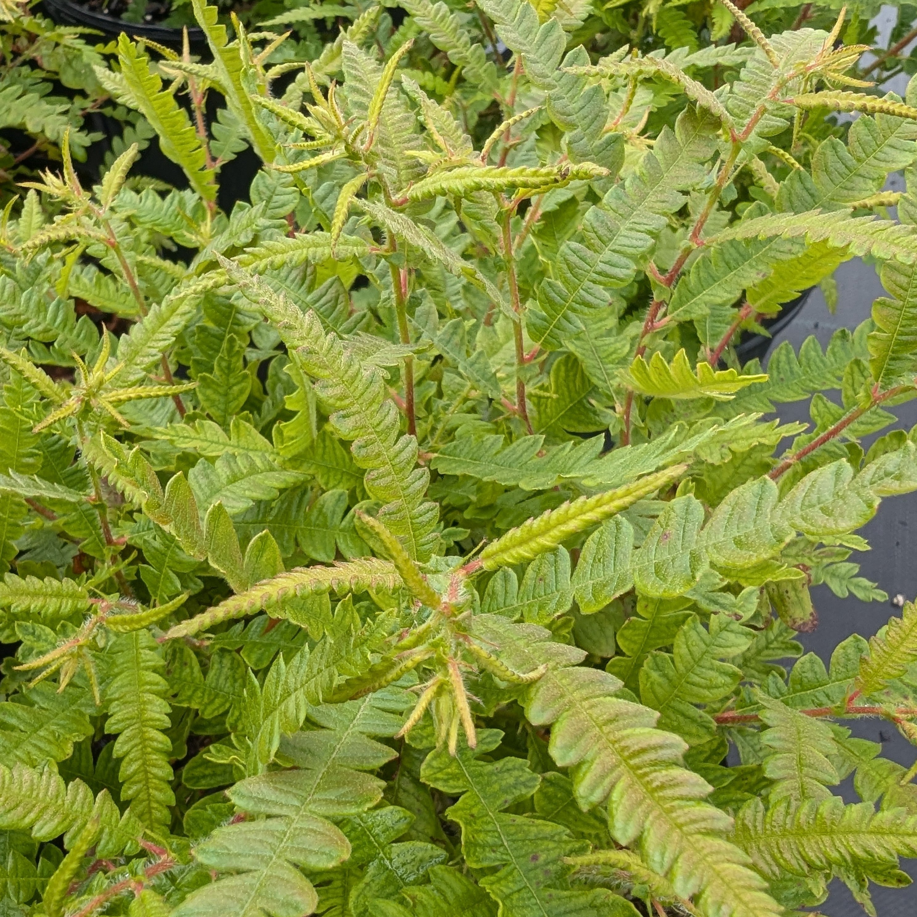 Comptonia peregrina Sweet Fern Image Credit: Chaz Morenz 20240724