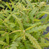 Comptonia peregrina Sweet Fern Image Credit: Chaz Morenz 20240724