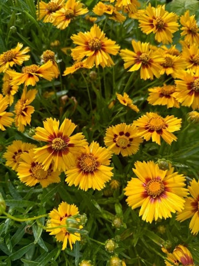 Coreopsis Baby Sun Tickseed Image Credit: Millgrove Perennials