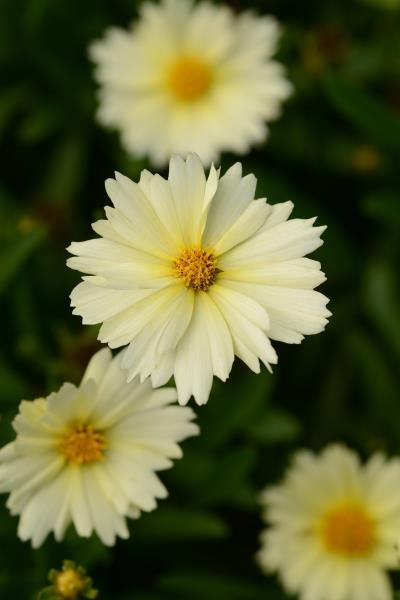 Coreopsis Uptick Cream Tickseed image credit: Ball Horticulture
