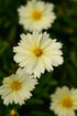 Coreopsis Uptick Cream Tickseed image credit: Ball Horticulture