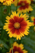 Coreopsis Uptick Gold Bronze Tickseed image credit: Ball Horticulture