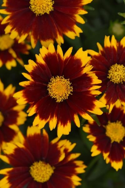 Coreopsis Uptick Red Tickseed image credit: Ball Horticulture