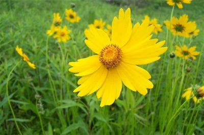 Coreopsis lanceolata Tickseed image credit: Prairie Moon