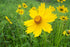 Coreopsis lanceolata Tickseed image credit: Prairie Moon
