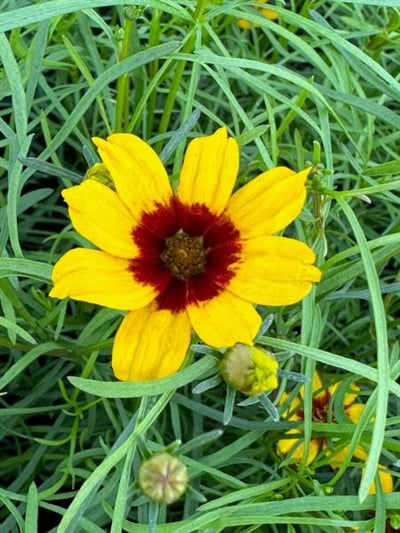 Coreopsis Sizzle & Spice Curry Up Tickseed Image Credit: Millgrove Perennials