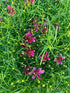 Coreopsis Sizzle & Spice Zesty Zinger Tickseed Image Credit: Millgrove Perennials