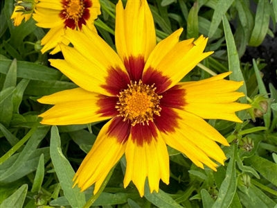 Coreopsis grandiflora Sunkiss Tickseed Image Credit: Millgrove Perennials