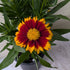 Coreopsis Uptick Red Tickseed Image Credit: Chaz Morenz 2026006