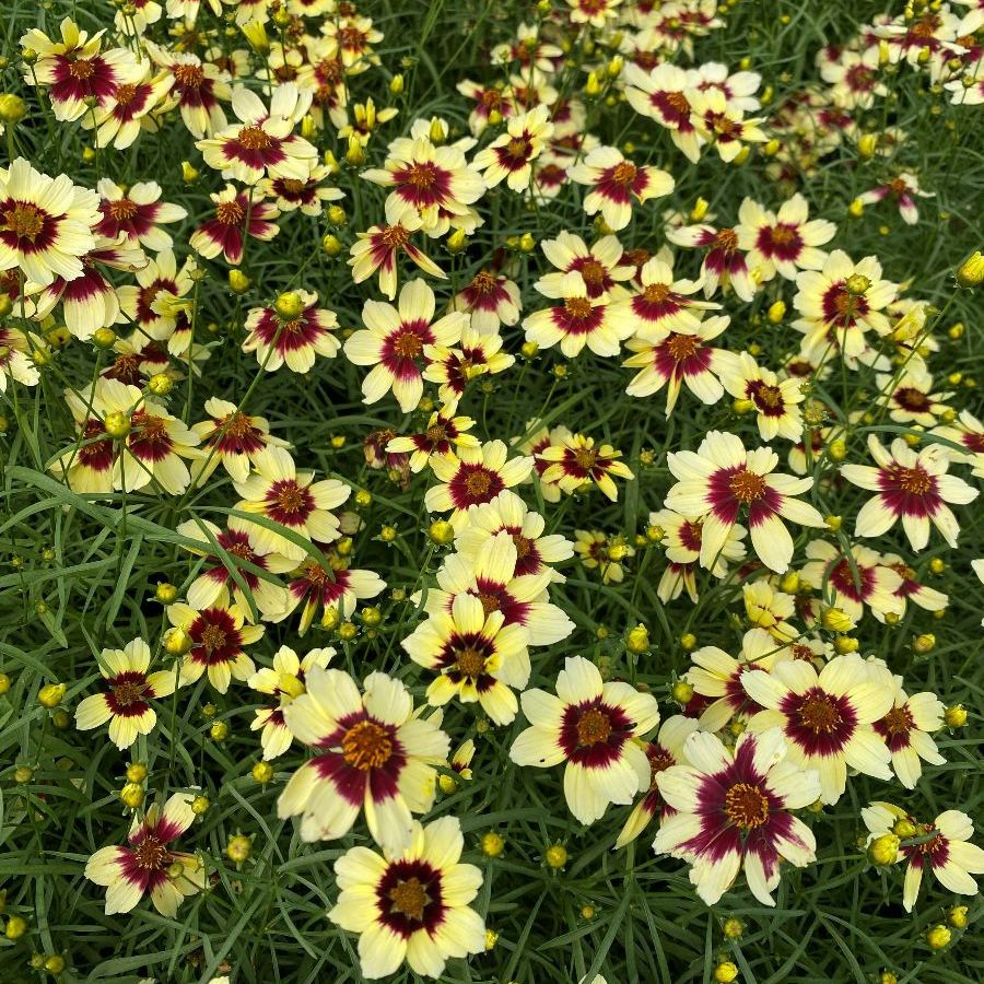 Coreopsis verticillata Sizzle & Spice Red Hot Vanilla Tickseed Image Credit: Millgrove Perennials