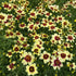 Coreopsis verticillata Sizzle & Spice Red Hot Vanilla Tickseed Image Credit: Millgrove Perennials