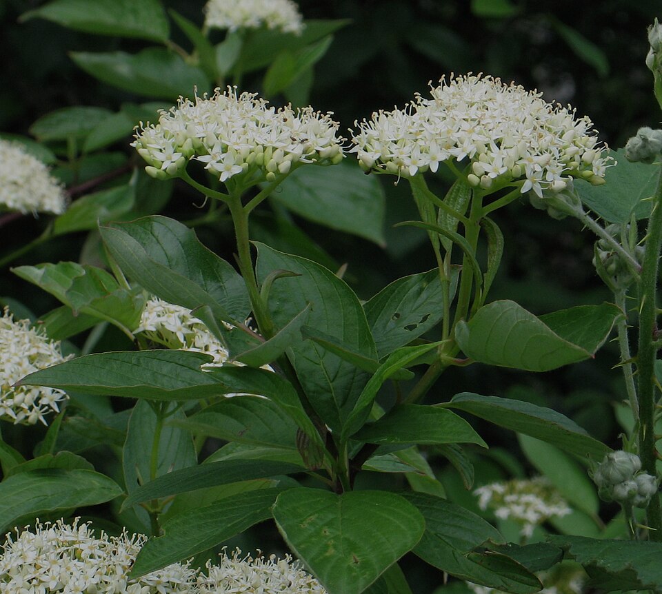 Cornus sericea Red Osier Dogwood Image Credit: Robert Flogaus-Faust, CC BY 4.0 <https://creativecommons.org/licenses/by/4.0>, via Wikimedia Commons