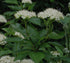 Cornus sericea Red Osier Dogwood Image Credit: Robert Flogaus-Faust, CC BY 4.0 <https://creativecommons.org/licenses/by/4.0>, via Wikimedia Commons