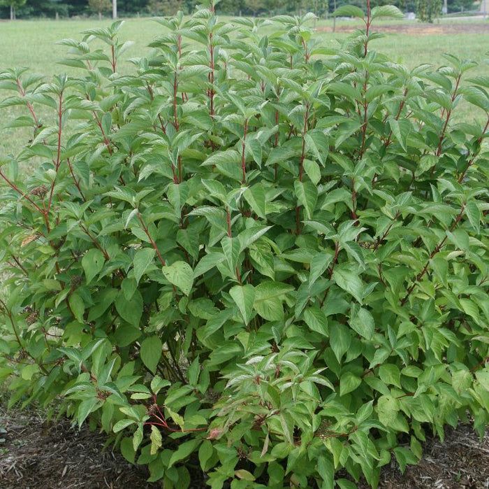 Cornus sericia Arctic Fire (Farrow)