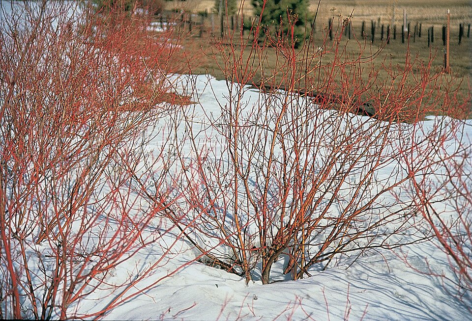 Cornus sericea Red Osier Dogwood In Winter Image Credit: USDA-NRCS PLANTS Database / Herman, D.E. et al. 1996. North Dakota tree handbook. USDA NRCS ND State Soil Conservation Committee; NDSU Extension and Western Area Power Admin., Bismarck, ND., Public domain, via Wikimedia Commons