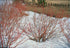 Cornus sericea Red Osier Dogwood In Winter Image Credit: USDA-NRCS PLANTS Database / Herman, D.E. et al. 1996. North Dakota tree handbook. USDA NRCS ND State Soil Conservation Committee; NDSU Extension and Western Area Power Admin., Bismarck, ND., Public domain, via Wikimedia Commons
