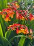 Crocosmia Harlequin Montbretia Image Credit: Millgrove Perennials