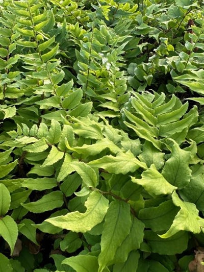 Cyrtomium fortunei Fortunes Cold Holly Fern Image Credit: Millgrove Perennials