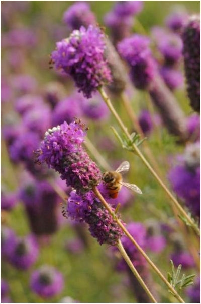 Dalea purpurea Purple Prairie Clover image credit: Prairie Moon