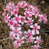 Darmera peltata Umbrella Plant Image Credit: Millgrove Perennials