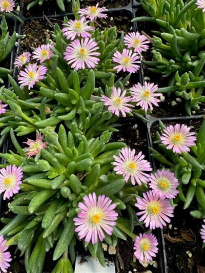 Delosperma Jewel of the Desert Rose Quartz Hardy Ice Plant Image Credit: Millgrove Perennials