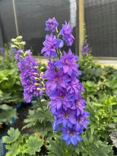 Delphinium Laser Beam BE Larkspur image credit: Millgrove Perennials