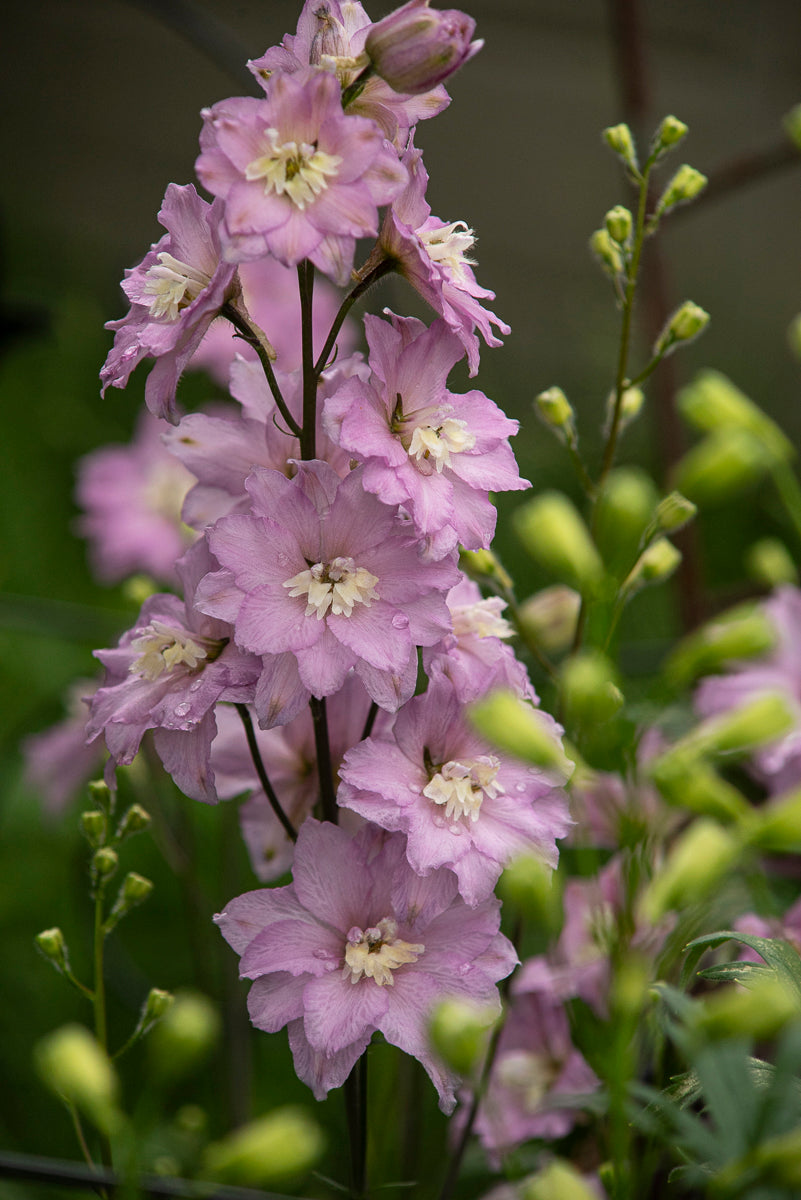 Delphinium dwarf stars  Image Credit: Donna Sider