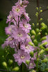 Delphinium dwarf stars  Image Credit: Donna Sider