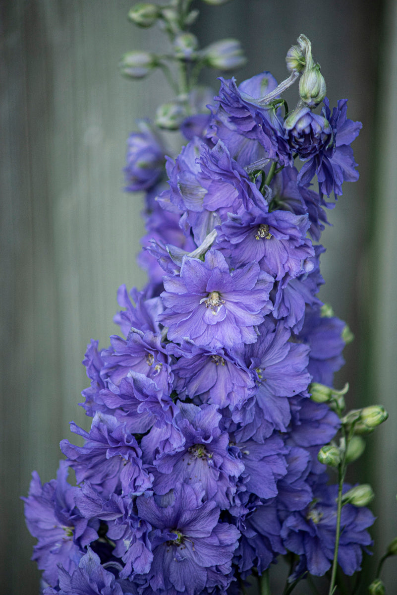 Delphinium dwarf stars  Image Credit: Donna Sider