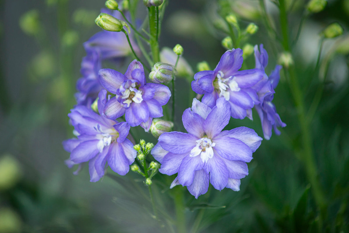 Delphinium dwarf stars  Image Credit: Donna Sider