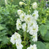 Delphinium hybrid Double Innocence (New Millenium) Larkspur Image Credit Millgrove Perennials