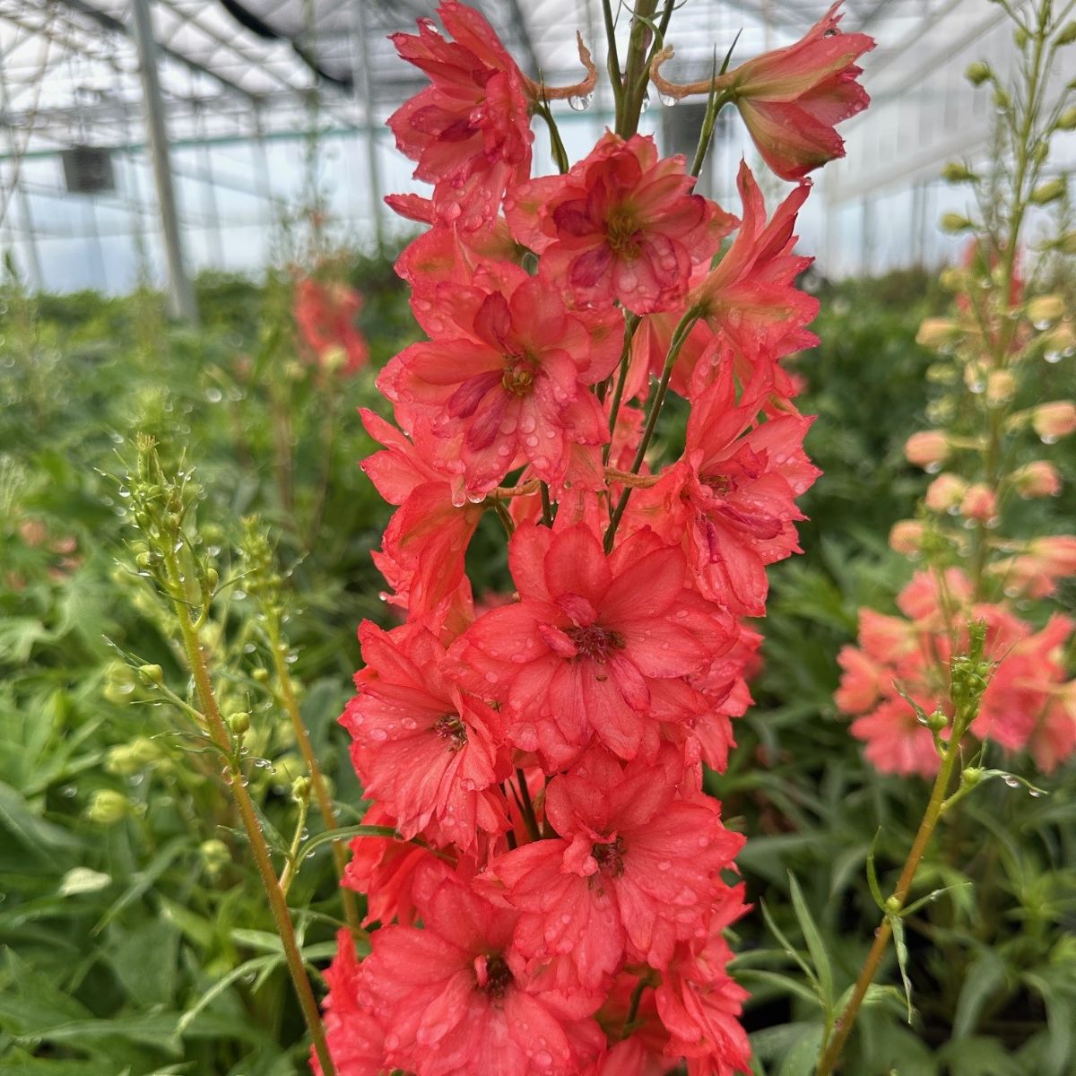 Delphinium hybrid Red Lark Larkspur Image Credit: Millgrove Perennials